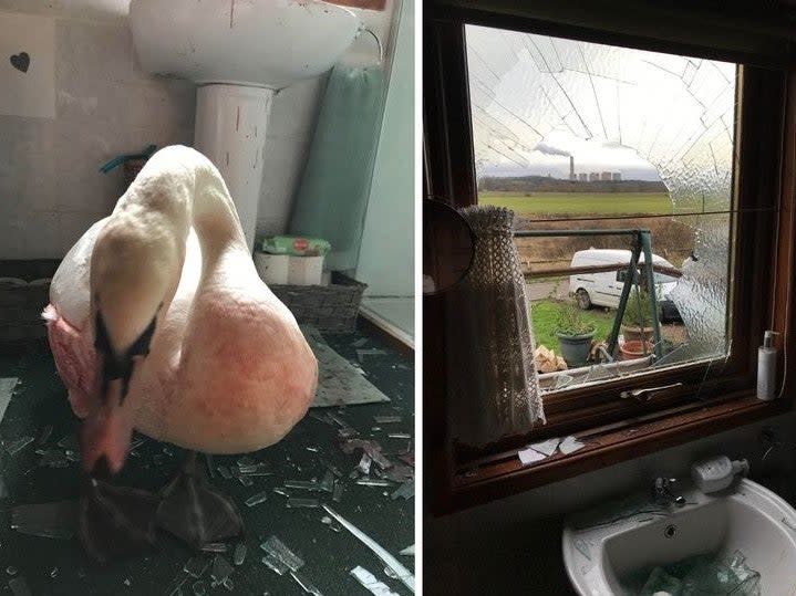 A swan which flew through a window in Barton-in-Fabis, Nottinghamshire (RSPCA)