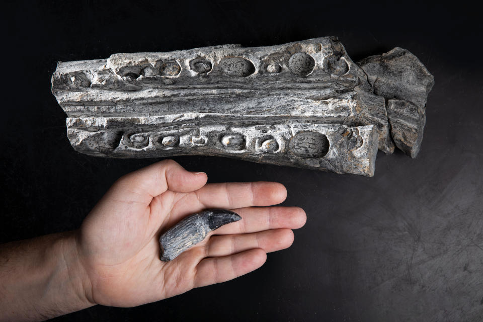 This photo provided by the Natural History Museum of Utah shows an ichthyosaur tooth, in hand, and a snout fragment, top, in 2022. (Natural History Museum of Utah via AP)