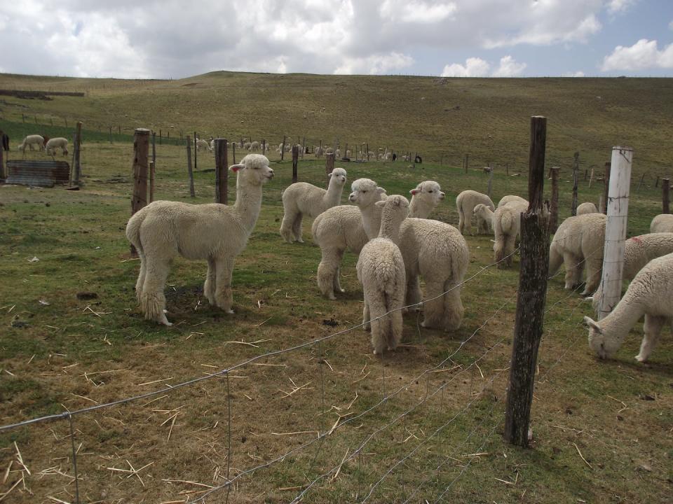 Alpacas esperando para ser esquiladas. Author provided