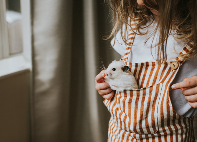 Squeak, Squeak! 4 Types Of Hamsters To Consider If Your Kid Wants A Furry  Friend