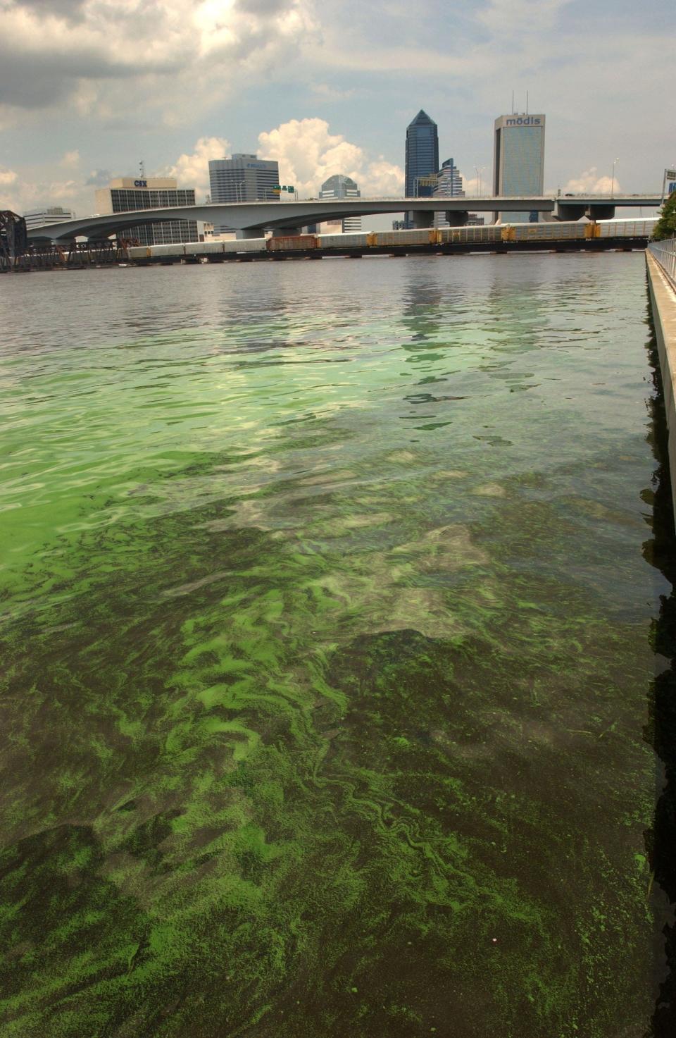 Algae covers the St. Johns River in this 2005 photo of downtown Jacksonville.