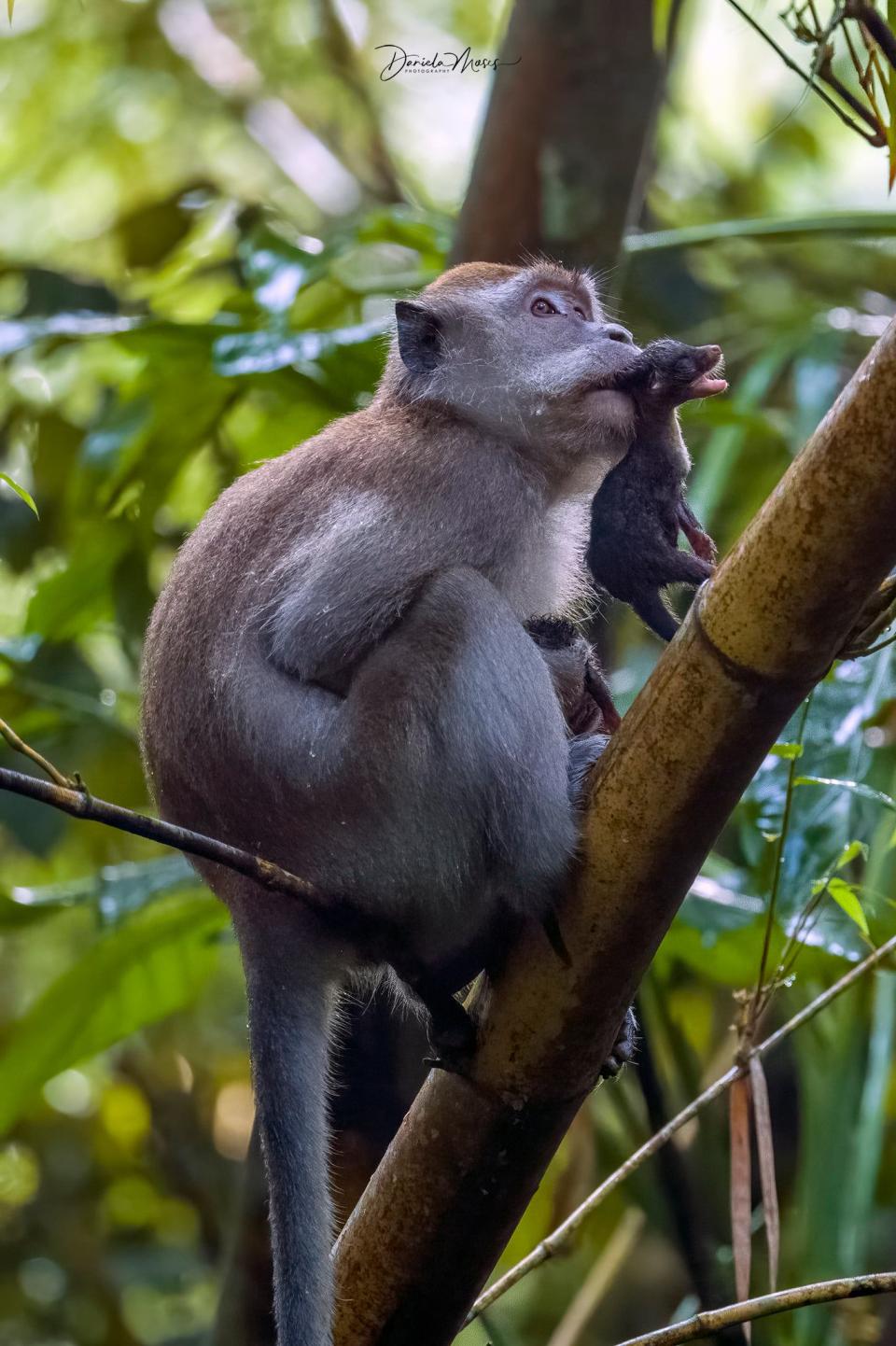 Facebook user Daniela Moses shared rare pictures of a long-tailed macaque that had captured baby common palm civets in Singapore, posted October 2021. (Photo: Daniela Moses)