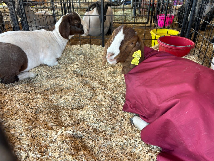 Goats in a pen at the 48th annual Smith County Junior Livestock Show.