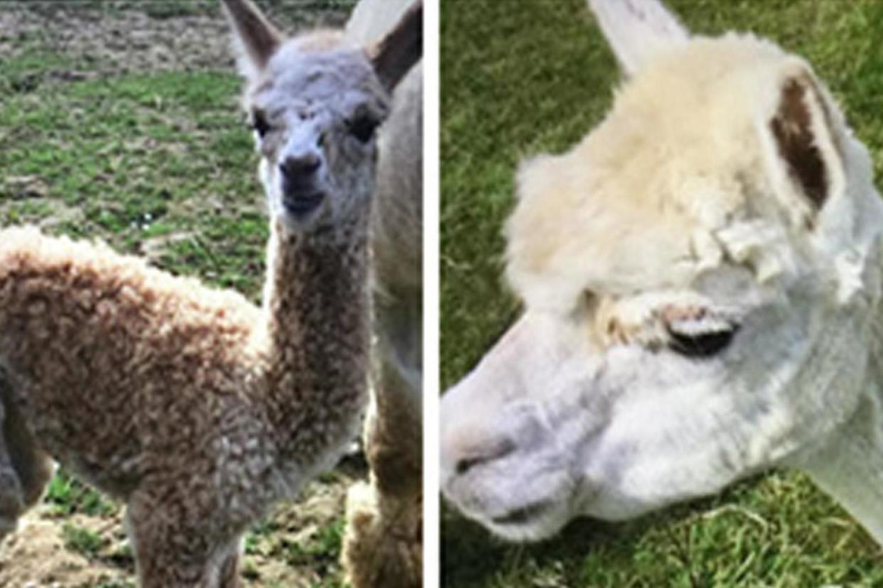 Pleasance, left, and Gabriella, right, were among the three alpacas brutally killed in Buckinghamshire: RSPCA