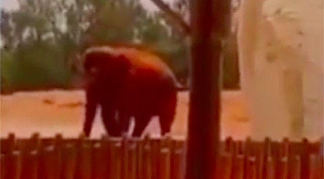 Female elephant Assia pictured in her enclosure after tossing the rock in the air. Source: Youtube