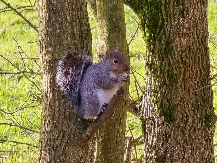 A photo of a squirrel.