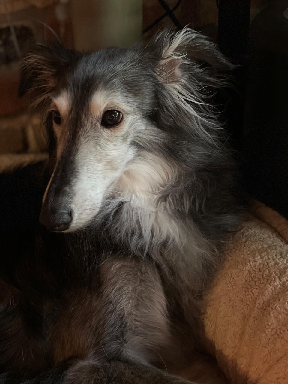 Ros, a 10-year-old Silken Windhound, which has been hospitalized twice and continues to suffer from an undiagnosed illness, may not have insurance coverage after April 2025, when a current policy expires. Nationwide won't renew the coverage, pet owner Christie Keith of Davisburg, Mich., said.