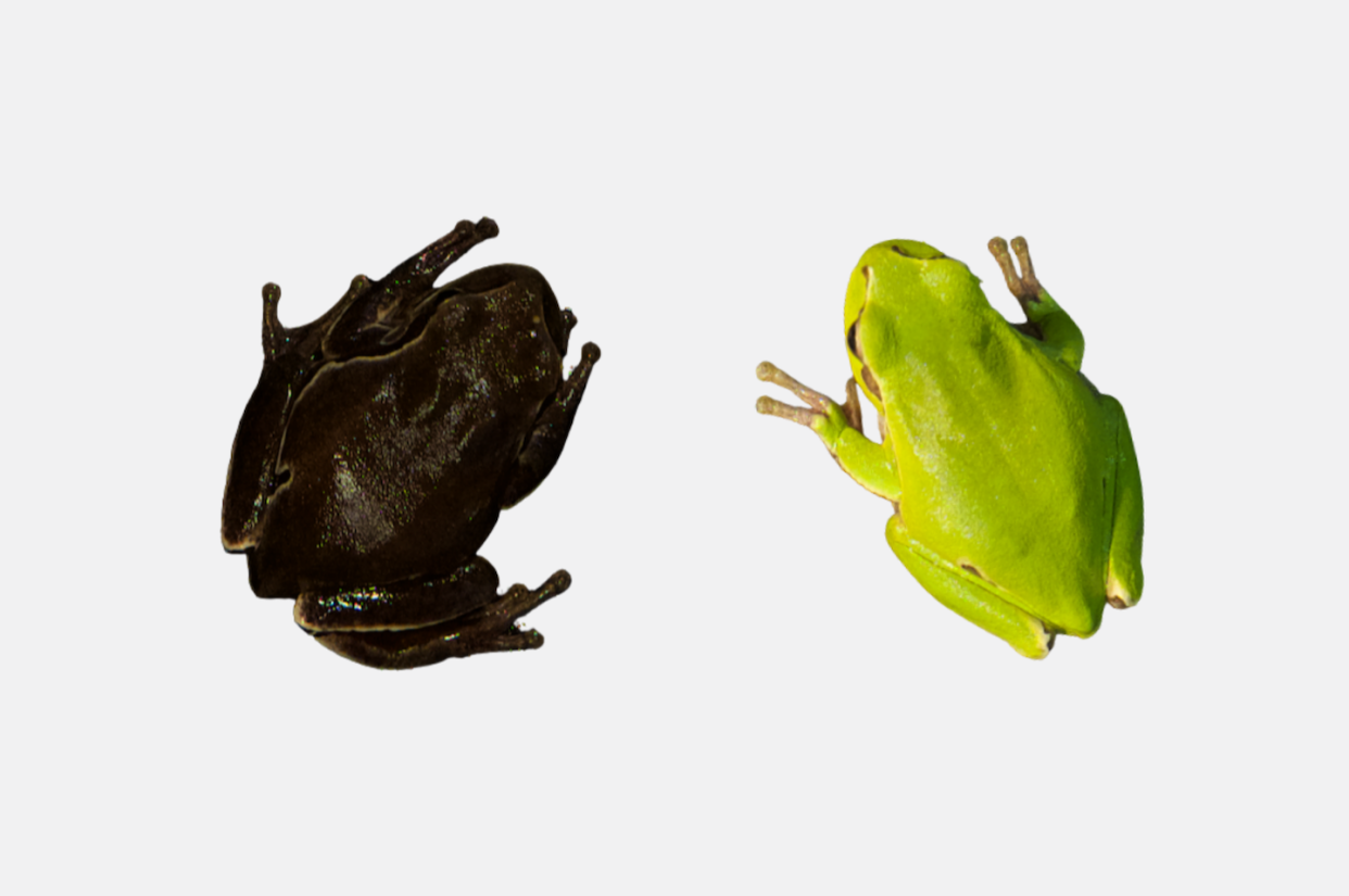 Extremes of the colour gradient of the Eastern San Antonio frog (Hyla orientalis). On the left, a specimen captured in Chernobyl inside the high contamination zone; on the right, a specimen captured outside the Exclusion Zone. Germán Orizaola/Pablo Burraco, <a href="http://creativecommons.org/licenses/by/4.0/" rel="nofollow noopener" target="_blank" data-ylk="slk:CC BY;elm:context_link;itc:0;sec:content-canvas" class="link ">CC BY</a>