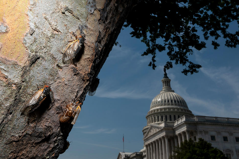 Billions of Brood X Cicadas are Emerging This Summer: See Photos of the 17-Year Phenomenon