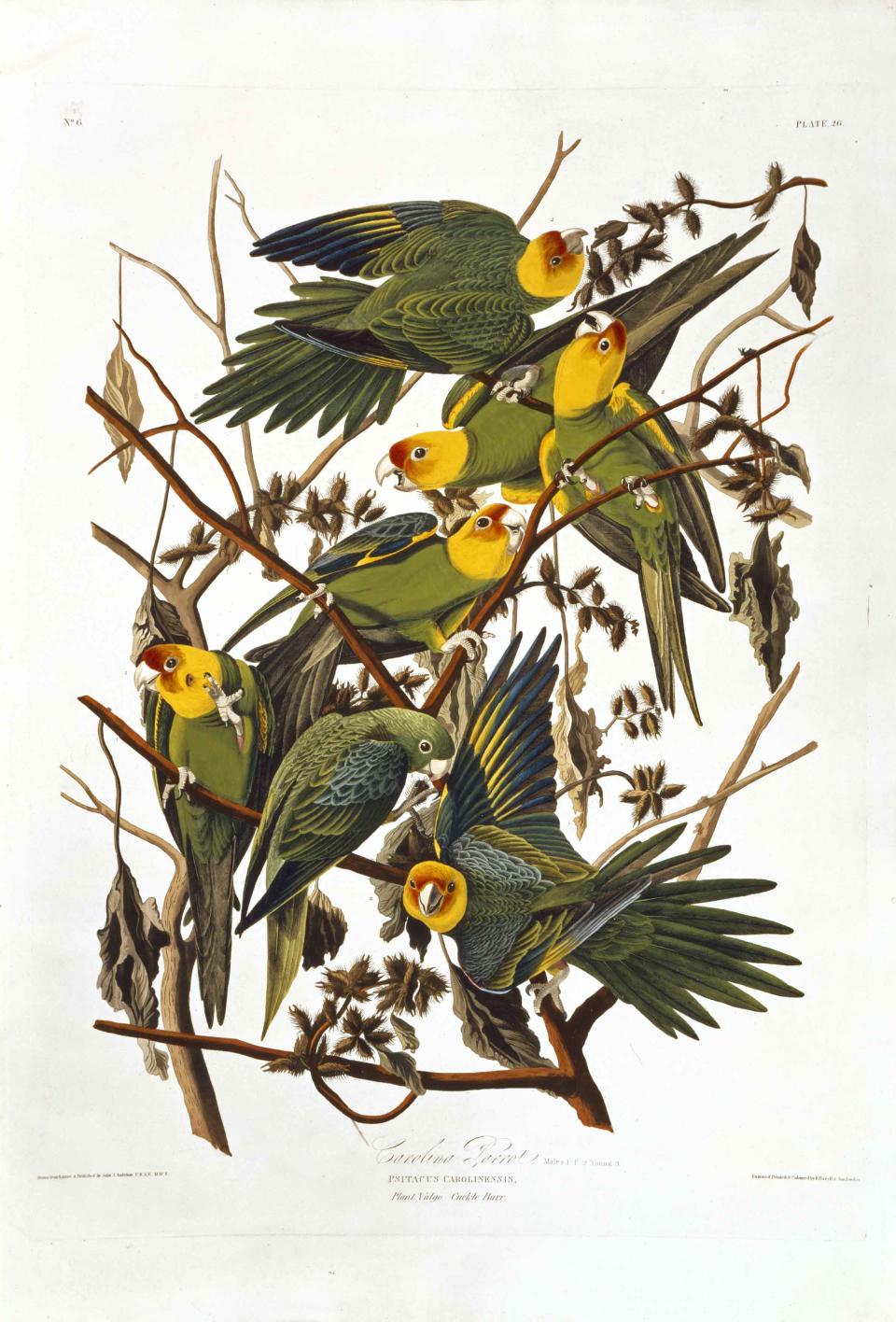 Audubon’s The Birds of America – the world’s most expensive book and one of the best-known natural history books ever produced. It was first published in double elephant folio size between 1827 and 1838 and is famous for its stunning life-size illustrations of birds. (Natural History Museum)