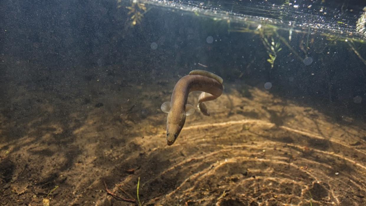 Die Weibchen der vom Aussterben bedrohten Europäischen Aale geben bei ihrer Wanderung eingelagerte, potenziell giftige Schwermetalle an ihre Eier ab. Foto: Marko Freese/Thünen-Institut für Fischereiökologie