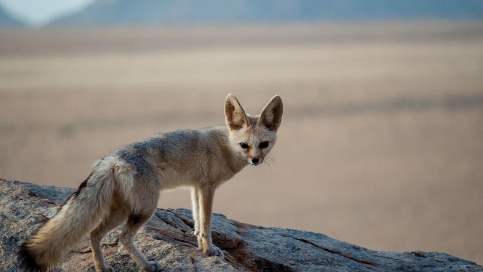 Best exotic pets - Fennec Fox in the desert