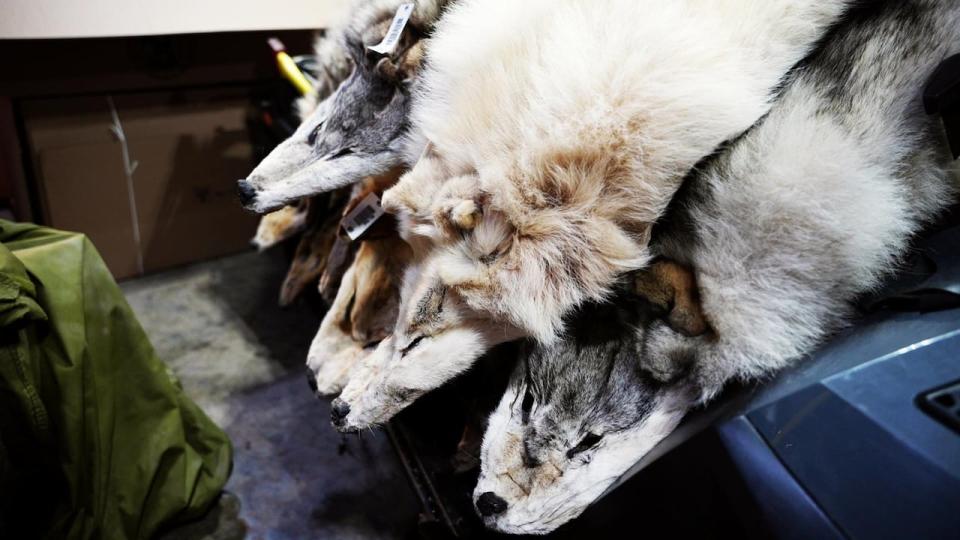 Wolf furs are cleaned and stretched before being sent off to be auctioned. Jim Shouse said the wolves in Labrador seem to be going more after moose than before with the loss of caribou. 