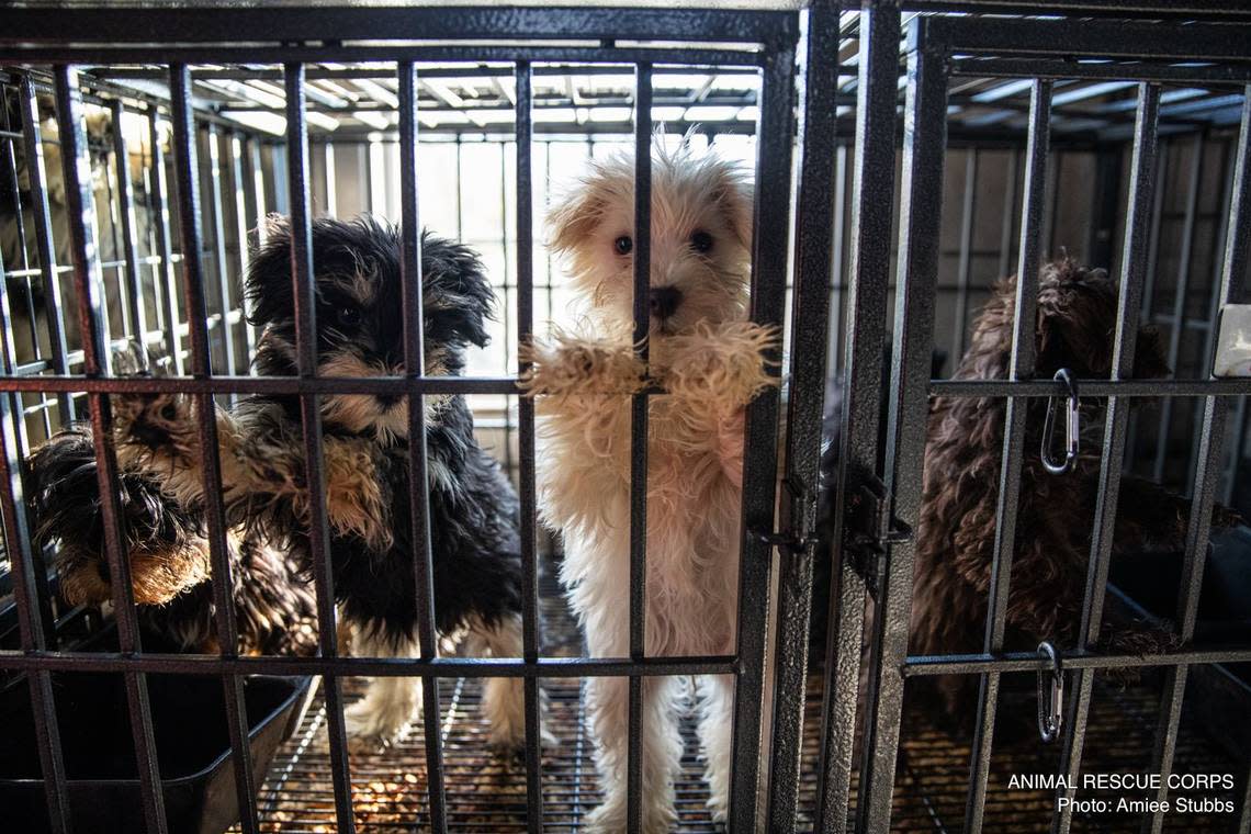 The Chatham County Sheriff’s Office, BISSELL Pet Foundation, and Animal Rescue Corps rescued more than 150 dogs from an alleged puppy mill.