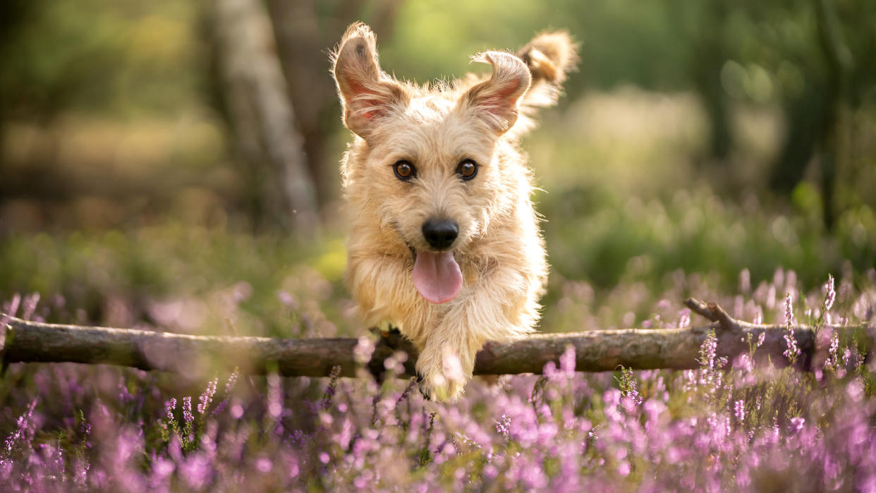 Terrier having fun outside