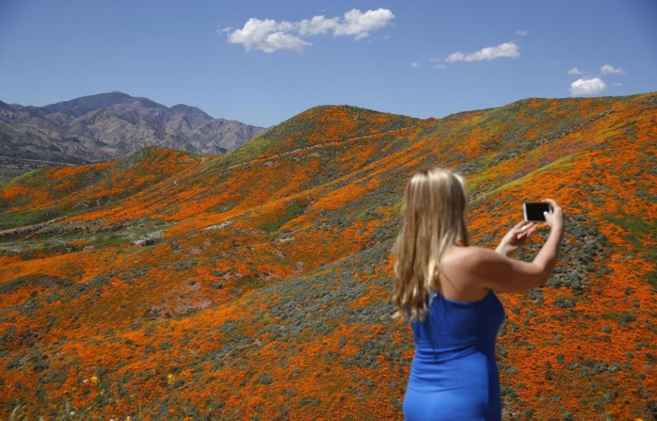 Renee LeGrand takes a picture among blooming wildflowers in Lake Elsinore.
