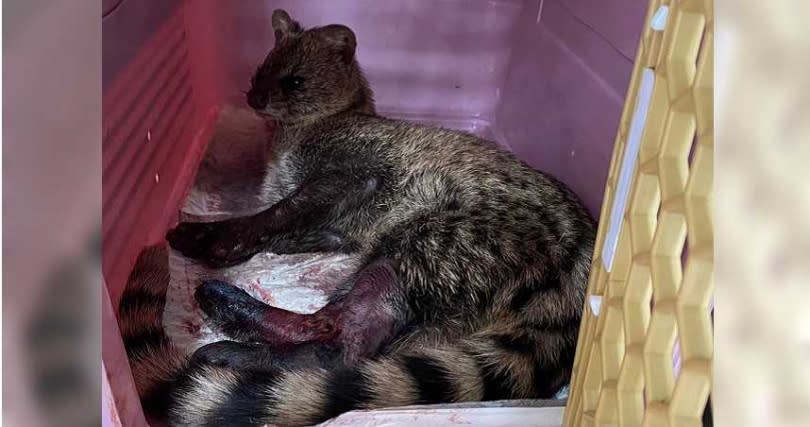 珍稀動物「麝香貓」上月在山林間遭吊索纏住雙腳，手術後仍休克離世，讓醫療團隊不捨自責。（圖／野灣動物救援中心提供）