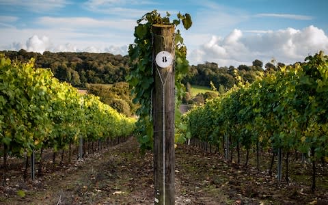 Hambledon vineyard - Credit: Chris Dixon