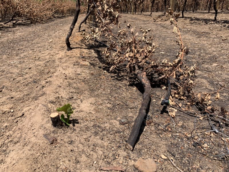 A general view of Tomich Winery following a bushfire in December 2019, in Adelaide Hills