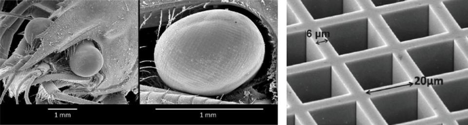 On the left side of a black and white close-up view of a lobster's eye. On the right is a diagram of the size of the pores within. It's also black and white.