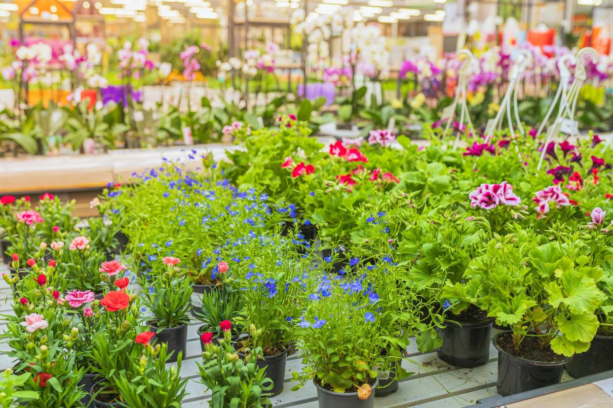 Blooming indoor flowers in flowerpots on shelf of flower shop. Spring gifts for women. Geranium, carnation bells sale. Various plants on shelves in store.