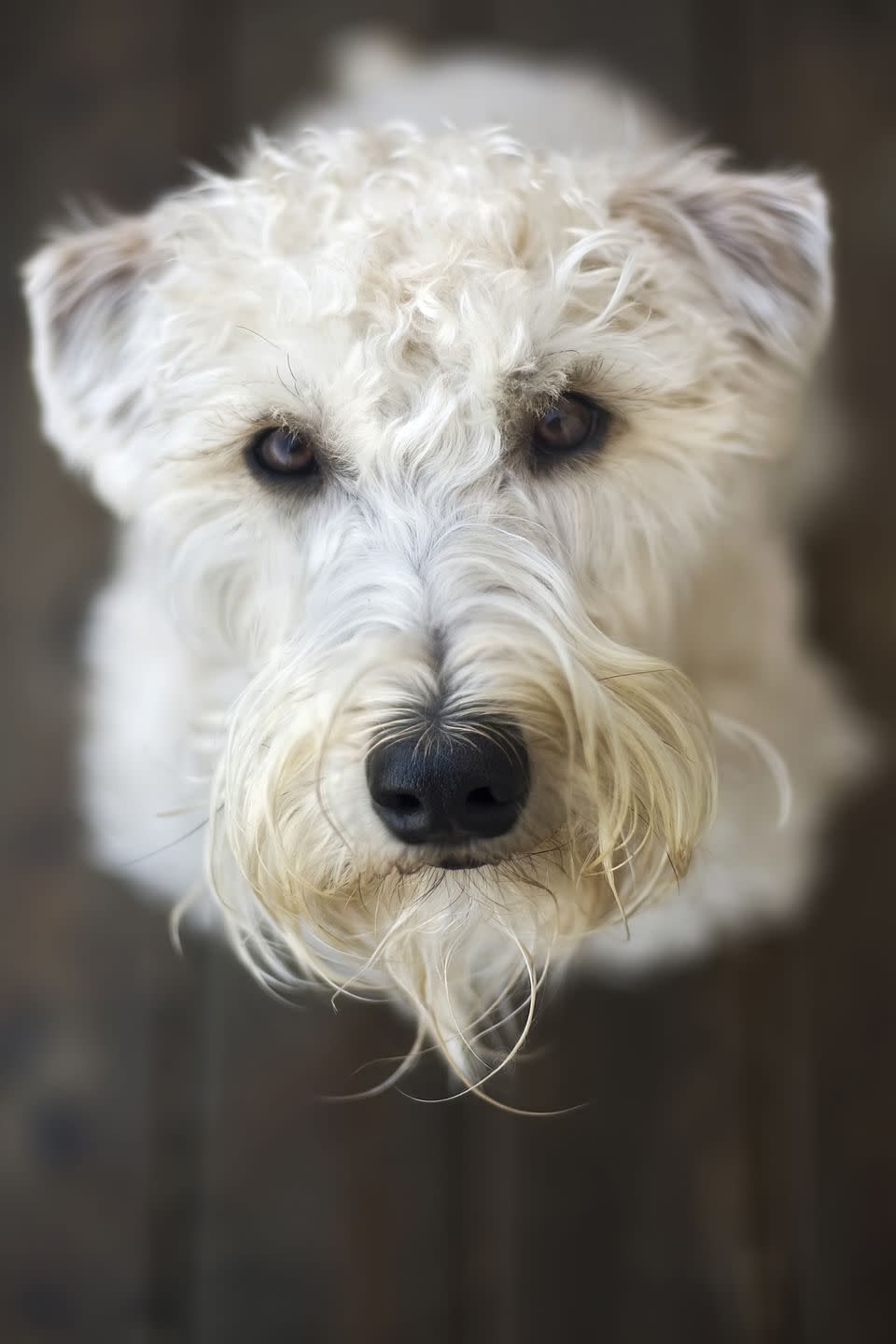 22) Soft Coated Wheaten Terrier