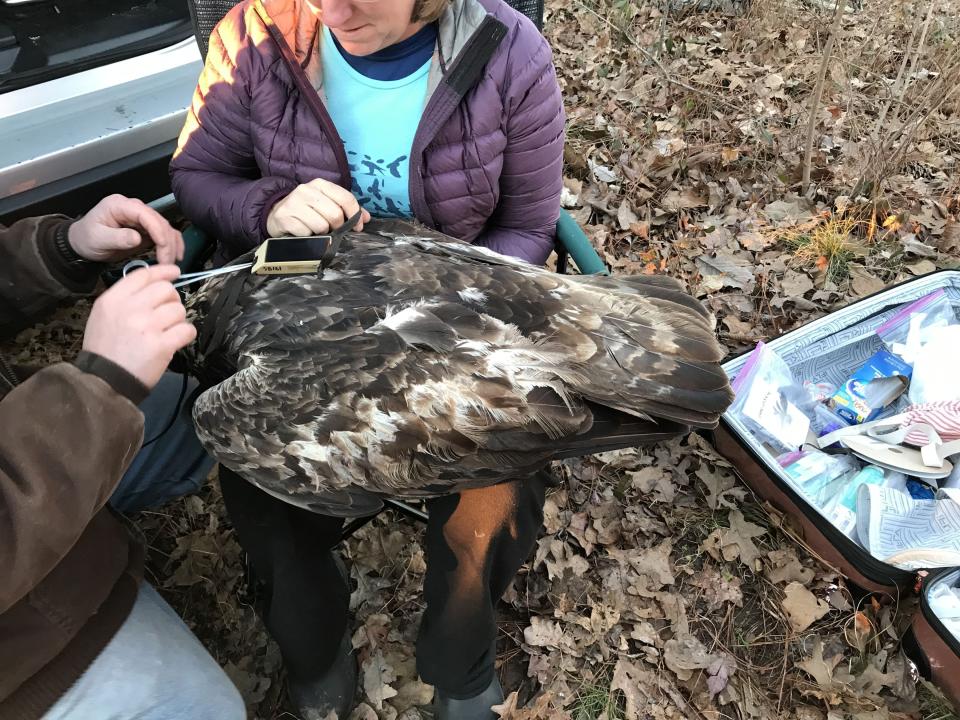 This photo provided by the Alabama Department of Conservation and Natural Resources, shows a golden eagle dubbed "Keeton" being tagged with a cellular tracking tag on Jan. 24, 2019, at the Oakmulgee Wildlife Management Area. The hood over his head keeps him calm enough to be tagged without sedation. Keeton was among the first golden eagles in Alabama to get tags about half the size of those used earlier. (Briana Stewart/Alabama Department of Conservation and Natural Resources via AP)