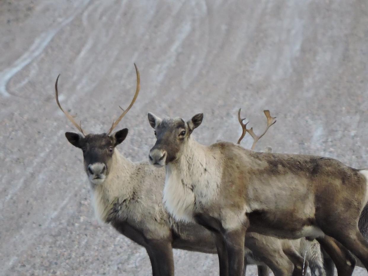 Quebec Cree leaders say they recognize the spiritual and cultural significance of the caribou hunt for the Innu, and have renewed their nation-to-nation hunting agreement with them for 2024. (Luc Gervais - image credit)