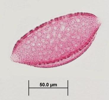 Agavaceae Pollen - Agave havardiana