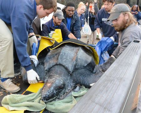 Workers at the South Carolina Aquarium in Charleston treat a 500-pound leatherback turtle in this undated handout photo obtained by Reuters March 9, 2015. REUTERS/South Carolina Sea Aquarium/Handout via Reuters
