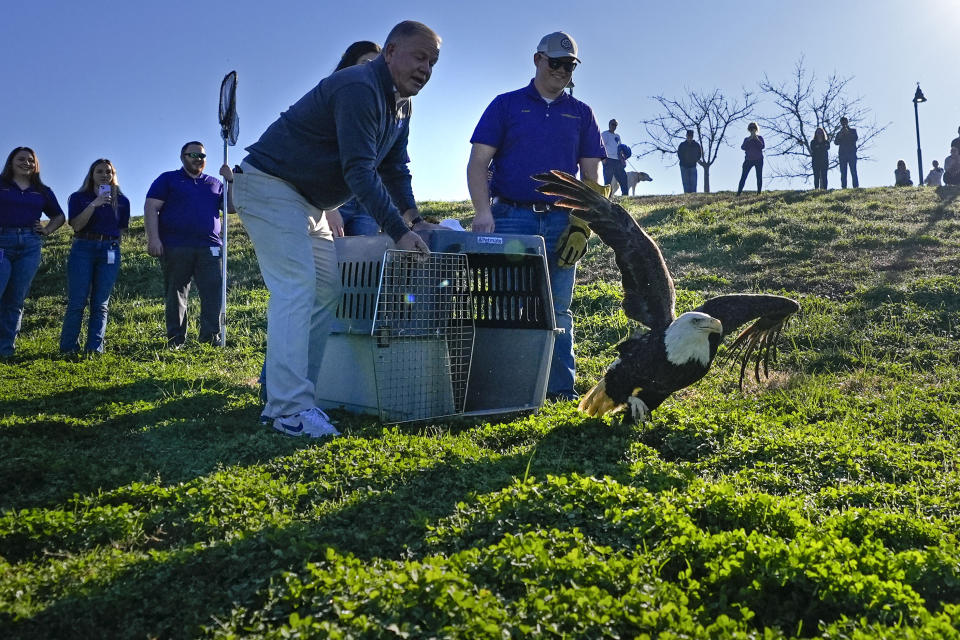 LSU head football coach Brian Kelly, left, helps release a bald eagle that was treated by the LSU School of Veterinary Medicine's Wildlife Hospital, along the Mississippi River in Baton Rouge, La., Friday, Feb. 2, 2024. Radiographs showed she had a left coracoid fracture. The coracoid bone is important for birds because it helps them with flight. Faculty, staff, and students at LSU Vet Med provided her with pain relief and cage rest, and is now fully flighted. (AP Photo/Gerald Herbert)