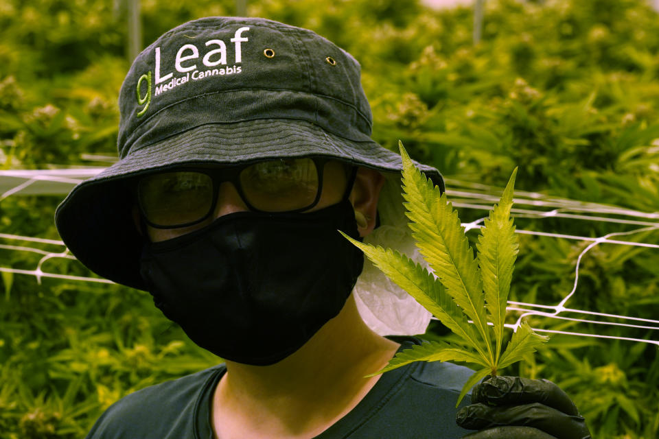 A worker holds a cannibis leaf as they trim cannibis plants that are close to harvest in a grow room at the Greenleaf Medical Cannabis facility in Richmond, Va., Thursday, June 17, 2021. The date for legalizing marijuana possession is drawing near in Virginia, and advocacy groups have been flooded with calls from people trying to understand exactly what becomes legal in July. (AP Photo/Steve Helber)