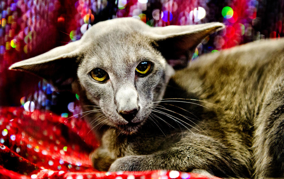 <p>Pashtan Wagner, a Blue Oriental Cat participates in the GCCF Supreme Cat Show at National Exhibition Centre on October 28, 2017 in Birmingham, England. (Photo: Shirlaine Forrest/WireImage) </p>