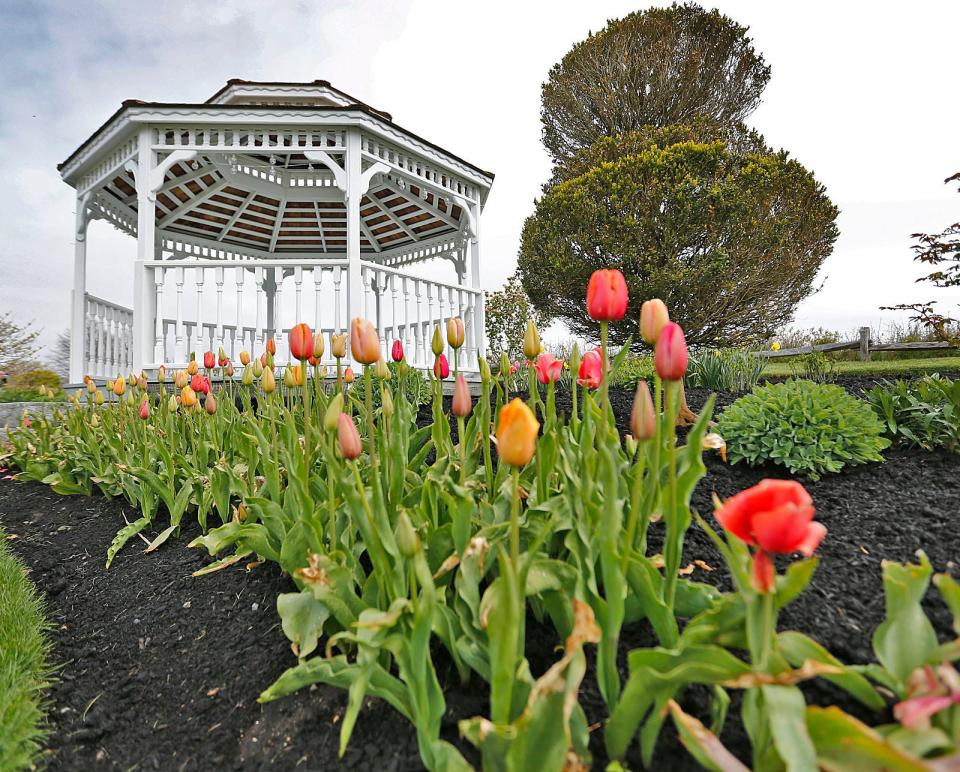 Tulips line the grounds at White Cliffs Country Club in Plymouth on Tuesday, May 3, 2022.