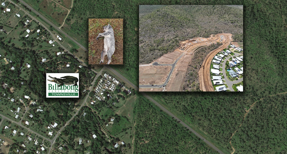 Three images showing the location of the koala in relation to the LendLease development and the sanctuary.