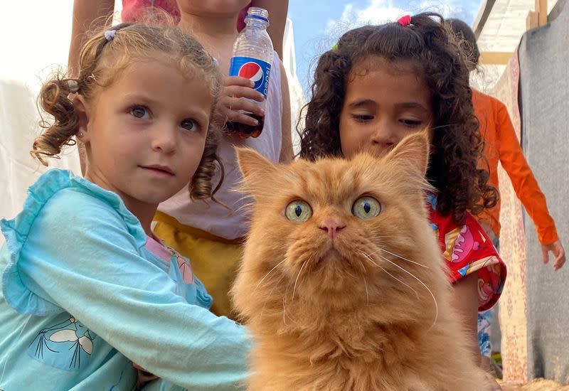 Three cats bring scintilla of joy to displaced children in Gaza