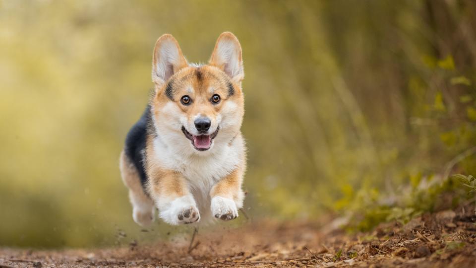 Pembroke Welsh Corgi flying through the air while running down path