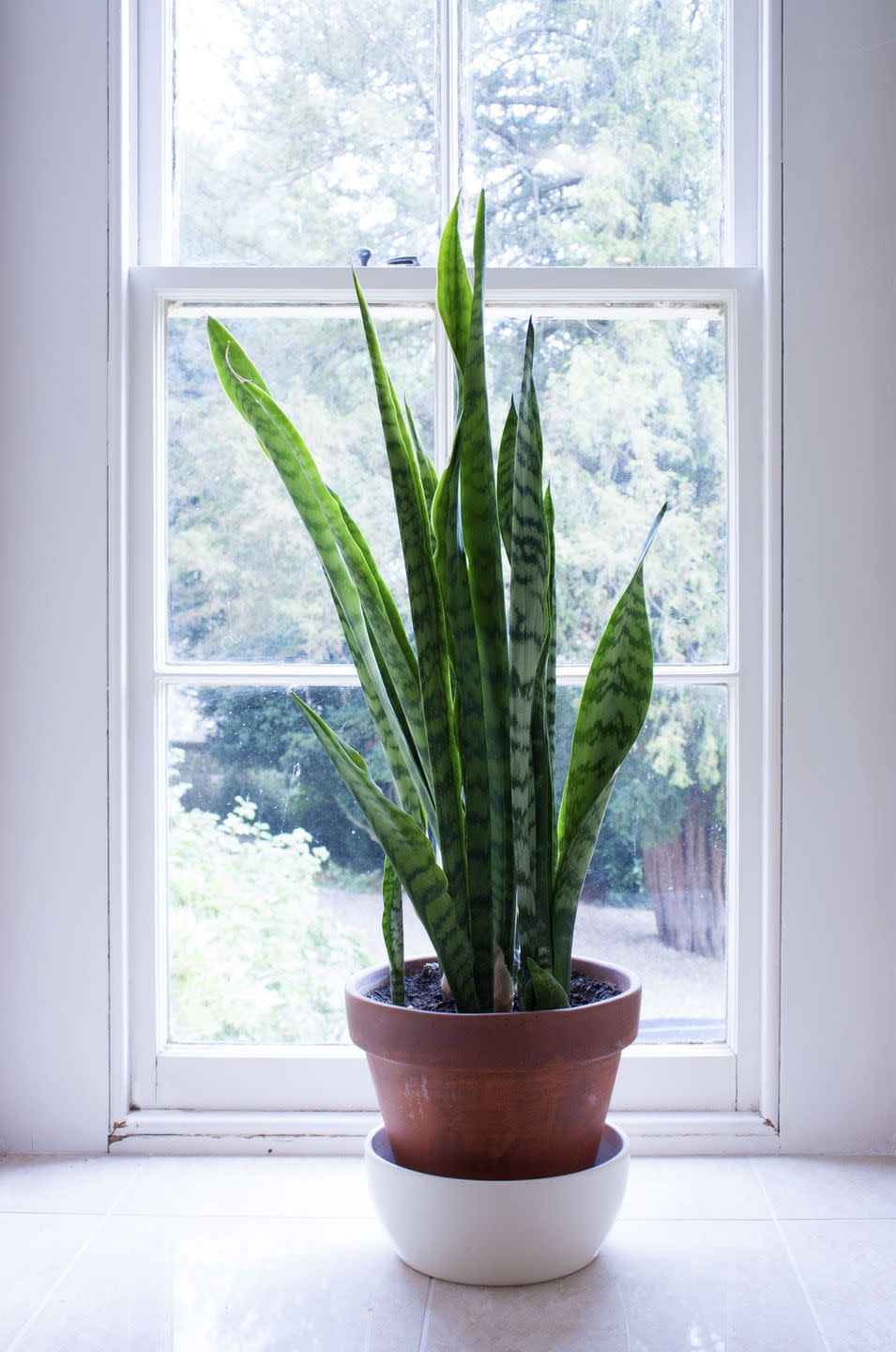 2) Snake Plant