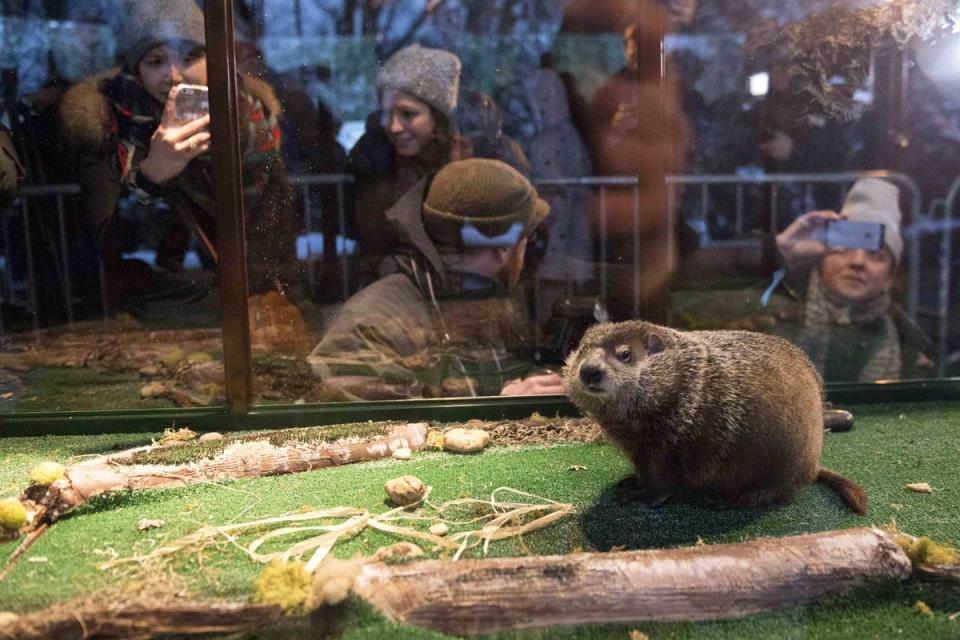 Chuck the groundhog at the Staten Island Zoo in New York (Stephanie Keith / Reuters)