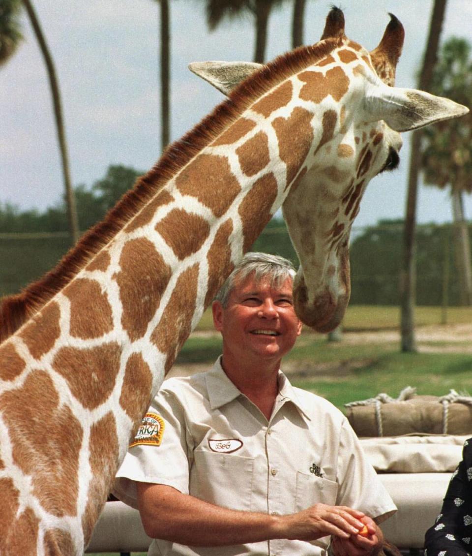 Sen. Bob Graham, D-Fla., gets up-close to a reticulated giraffe at Busch Gardens Tampa Bay, Monday, April 27, 1998, as part of a 14-year “Work Day” community involvement program. Graham, who has completed 335 community work days while in office, labored in the zoo department, taking care of and delivering food to animals in the Nursery and on the park’s Serengeti Plain. Graham said he would seek re-election, during his visit to the theme park. JIM TUTEN/BUSCH GARDENS