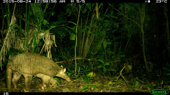 A giant armadillo (Priodontes maximus) captured by a camera trap in the Ecuadorian Amazon.