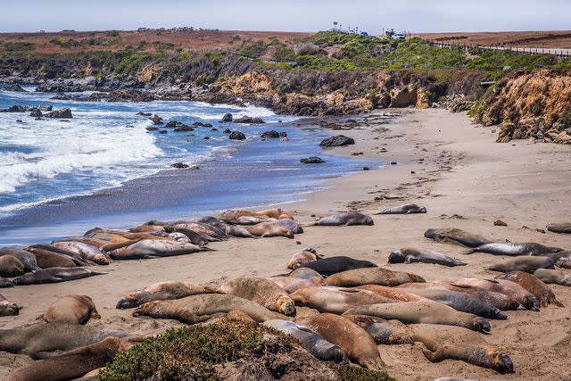 <p>Brycia James/Getty Images</p> Northern Elephant Seals at Piedras Blancas Rookery in Cambria, California