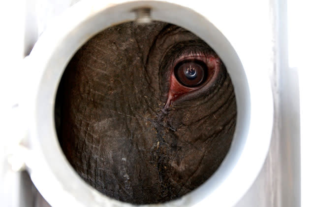 Elephant Tonya looks out of the container during her removal from the Zoo Blijdorp in Rotterdam at Prague Zoo in Prague May 9, 2012. REUTERS/David W Cerny