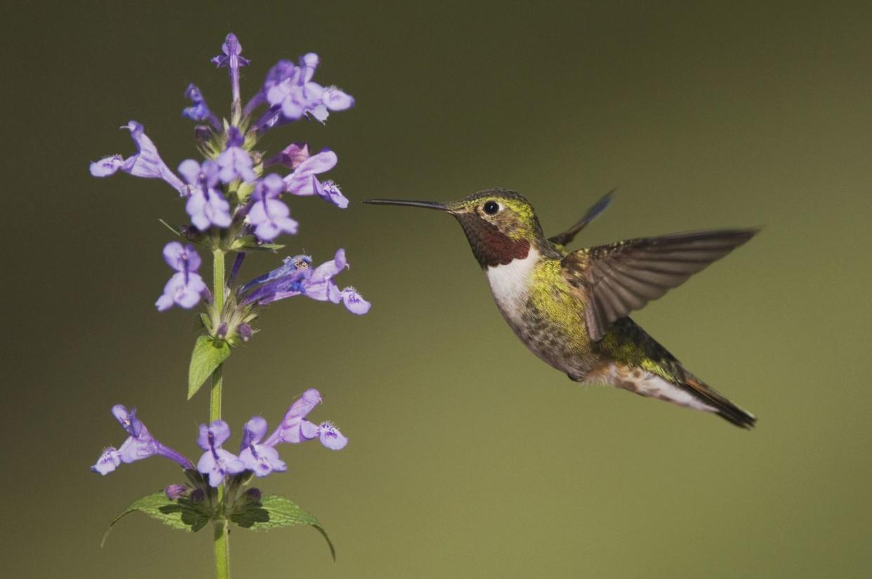 flowers that attract hummingbirds like catmint