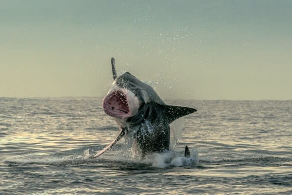  Lucky seal escapes great white shark's jaw in amazing picture