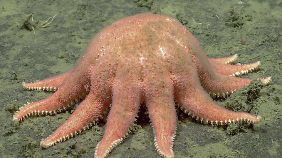 In this photo provided by NOAA Ocean Exploration, a sunstar eats an unknown prey taken from the Okeanos Explorer off the coast of Alaska on July 24, 2023, while exploring the mounds and craters of the sea floor along the Aleutian Islands. The ship, a reconfigured former U.S. Navy vessel run by civilians and members of the NOAA Corps, is specially outfitted with technology and tools needed to access deep into the ocean, and to share that data with the public and on-shore researchers in real-time. (NOAA Ocean Exploration via AP)