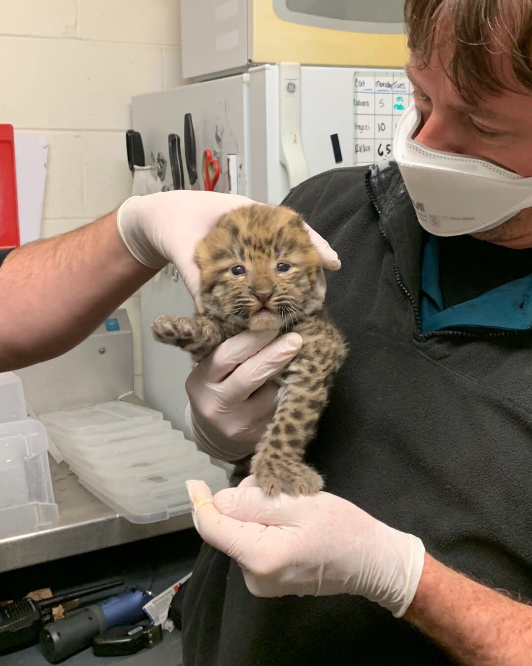 Amur leopard cub veterinary exam