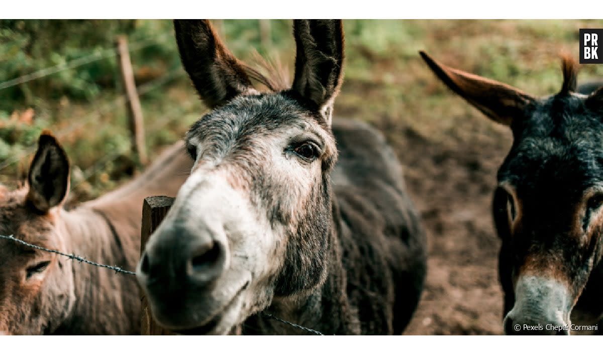 Nous venons de résoudre l'un des grands mystères de l'histoire naturelle : d'où diable venaient les ânes ?
  - Pexels Chepté Cormani