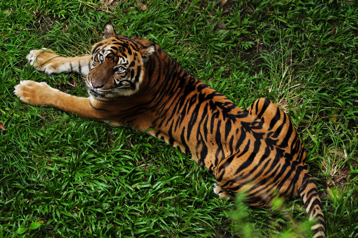 YOGYAKARTA, INDONESIA - JULY 16: A Sumatran tiger is seen at the Gembira Loka zoo located on July 16, 2017 in Yogyakarta, Indonesia.  Global Tiger Day, often called International Tiger Day, is an annual celebration to raise awareness for tiger conservation is held on 29 July. Tigers are on the brink of extinction and International World Tiger Day aims to bring attention to this fact and try to halt their decline. Many factors have caused their numbers to fall, including habitat loss, climate change, hunting and poaching and Tiger Day aims to protect and expand their habitats and raise awareness of the need for conservation.  PHOTOGRAPH BY Riau Images / Barcroft Images  London-T:+44 207 033 1031 E:hello@barcroftmedia.com - New York-T:+1 212 796 2458 E:hello@barcroftusa.com - New Delhi-T:+91 11 4053 2429 E:hello@barcroftindia.com www.barcroftimages.com (Photo credit should read Riau Images / Barcroft Media via Getty Images / Barcroft Media via Getty Images)