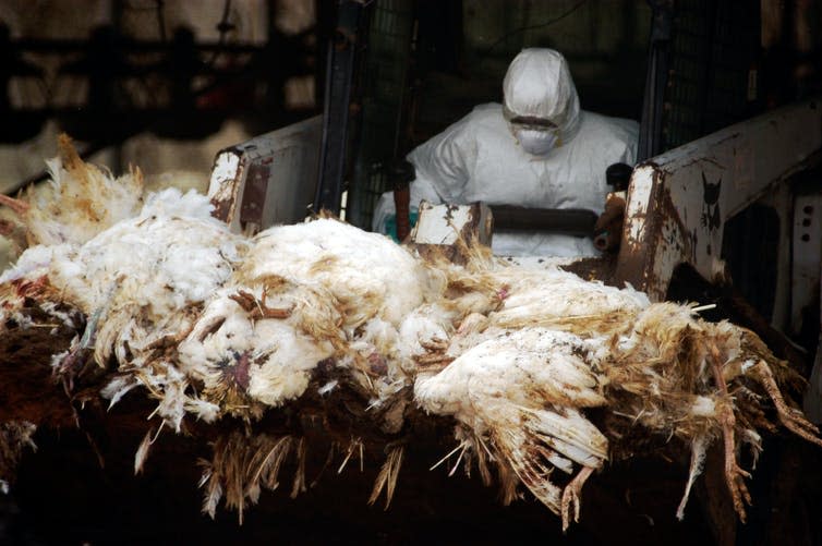 <span class="caption">Bird flu can cross over to humans so requires protective measures.</span> <span class="attribution"><a class="link " href="https://www.shutterstock.com/image-photo/western-negev-israel-march-18-agriculture-111241157" rel="nofollow noopener" target="_blank" data-ylk="slk:Chameleons Eye/Shutterstock;elm:context_link;itc:0;sec:content-canvas">Chameleons Eye/Shutterstock</a></span>